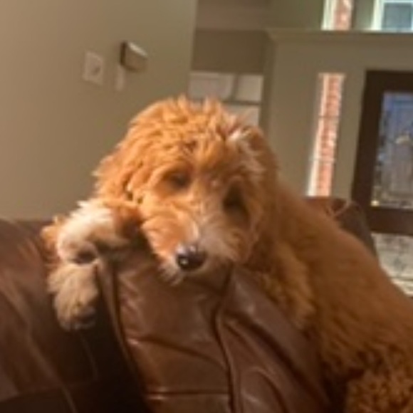 Meet your Posher, Addison - Picture 1 of 8